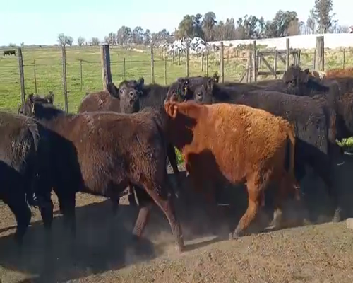 Lote 35 Terneros en Saladillo, Buenos Aires
