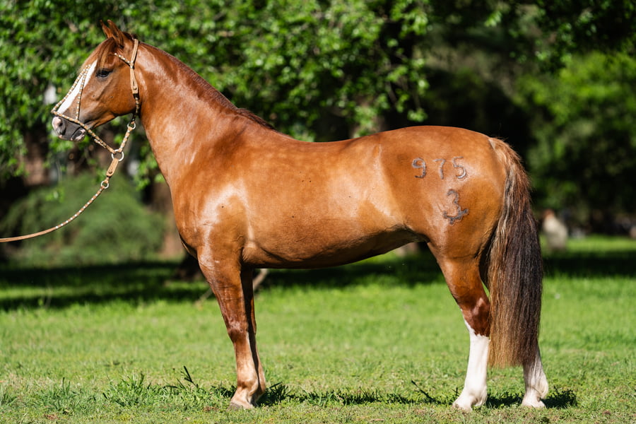 Lote COSCOJERA MATRA PAMPA