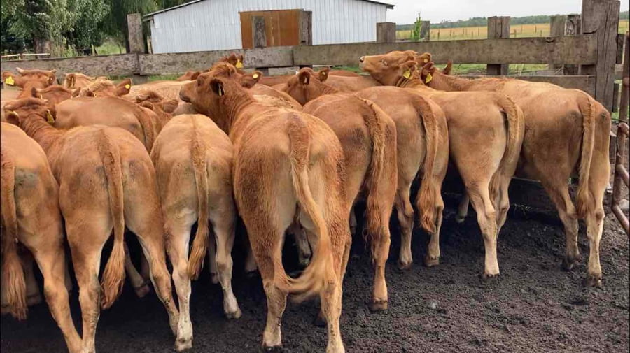 Lote 29 Vaquilla Engorda en Puerto Octay, X Región Los Lagos