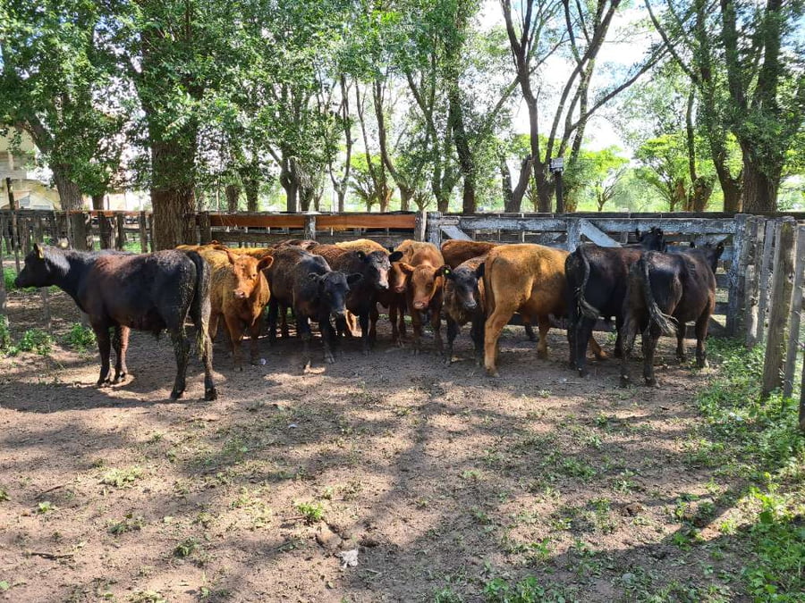 Lote 14 Terneros en Gral. Lamadrid, Buenos Aires