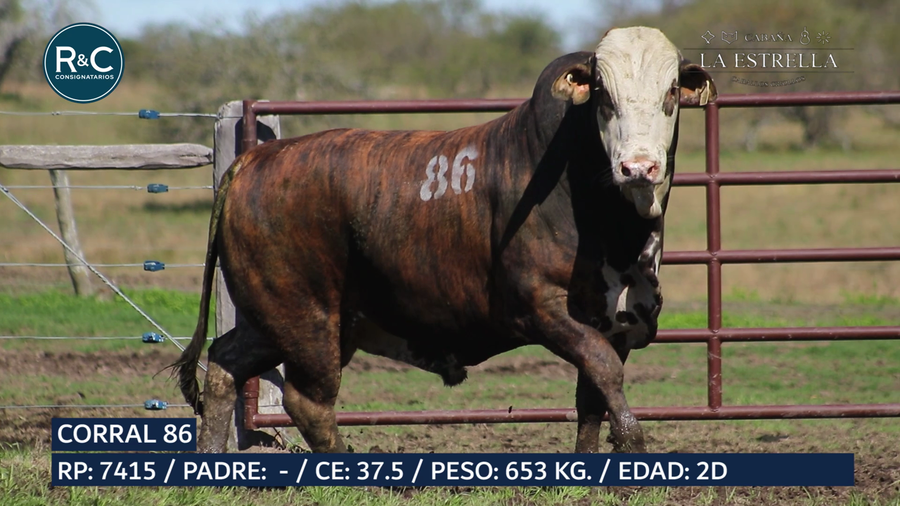 Lote Toro Media sangre