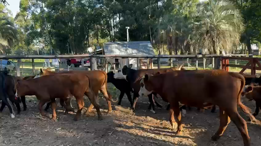 Lote 25 Terneros/as en Entre Ríos, Concordia