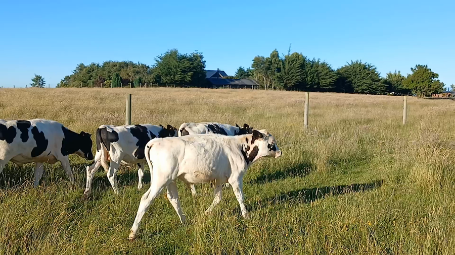Lote 15 Ternero en Puerto Varas, X Región Los Lagos