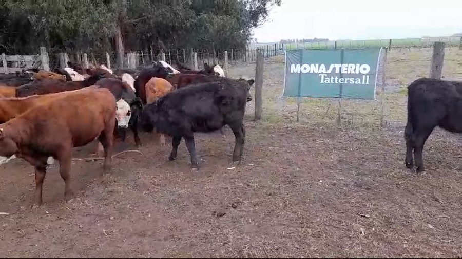 Lote 75 Terneras