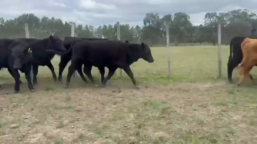 Lote 50 Terneros en Maldonado, José Ignacio