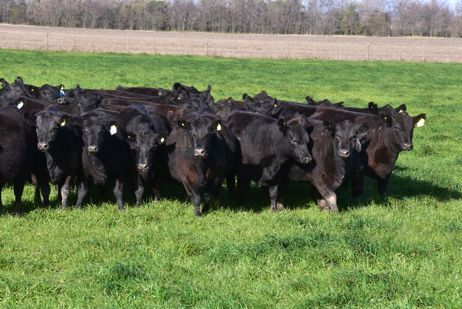 Lote Vaquillonas Negras M.A.S Paricion Primavera