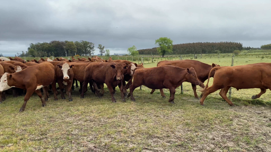 Lote 35 Novillos 2 a 3 años en Caraguatá, Tacuarembó