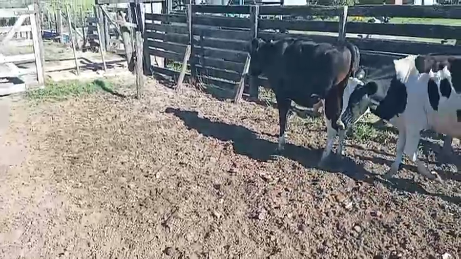 Lote 9 Novillos