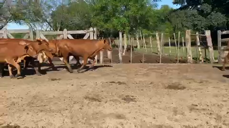 Lote 55 Vaquillonas P/ entorar en Ituzaingó, Corrientes