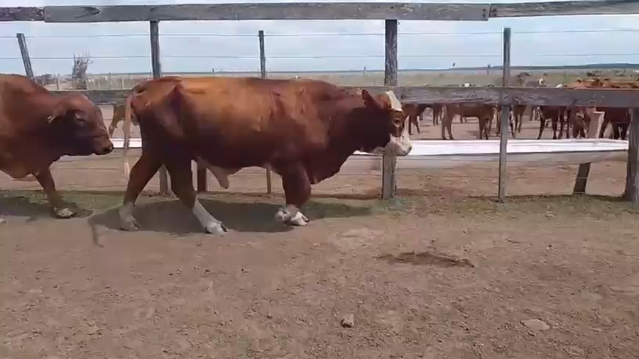 Lote 32 Faena en Corrientes, Santo Tomé