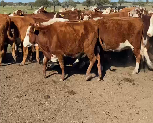 Lote 44 Vacas Manufactura en Rosario del Tala, Entre Ríos