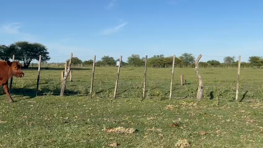 Lote 38 Terneros/as