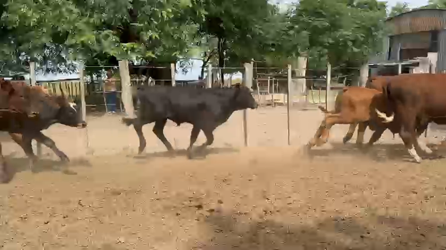 Lote 120 Terneros en Corrientes, Paso de Los Libres