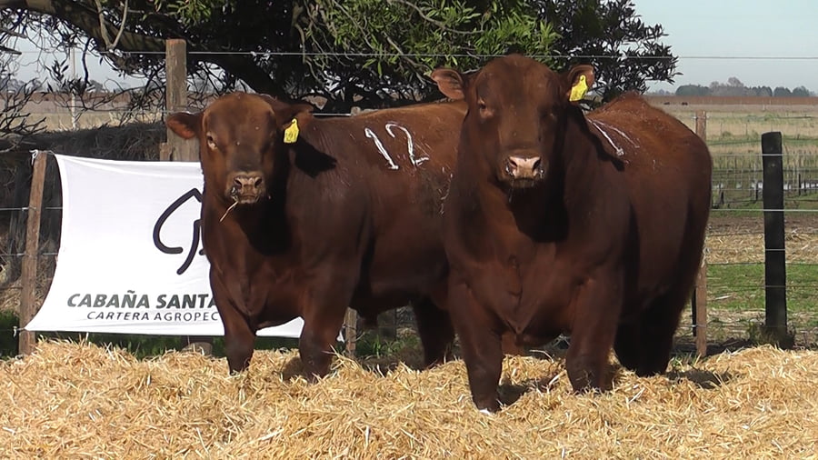 Lote Toros PC Colorado
