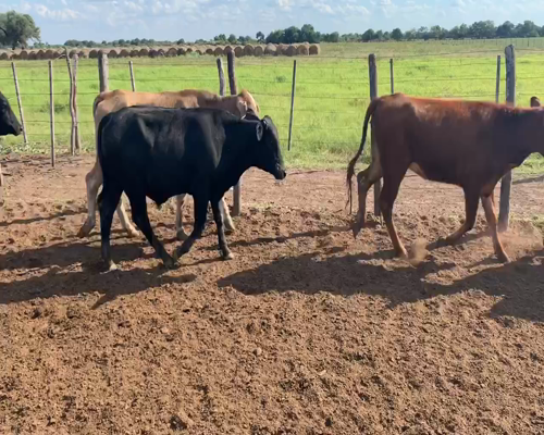 Lote 90 Terneros/as en Juan José Castelli, Chaco