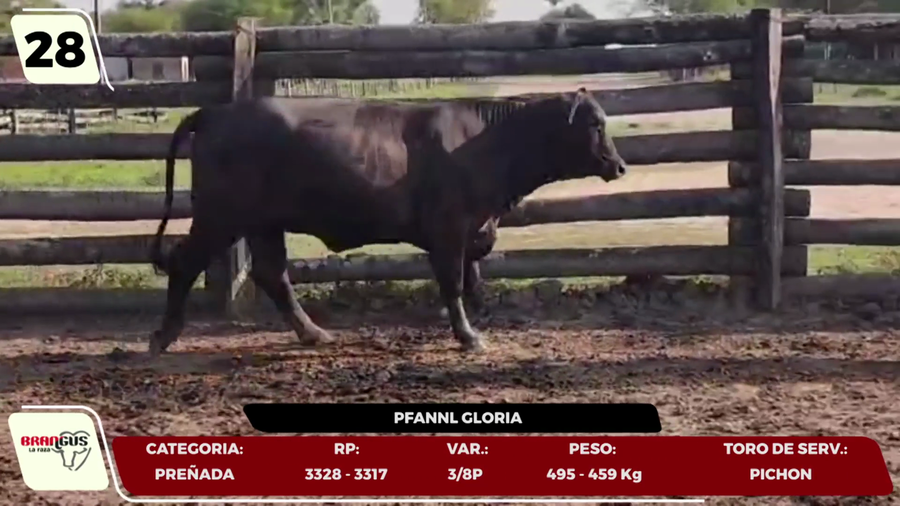 Lote LOTE 28- EN VIVO