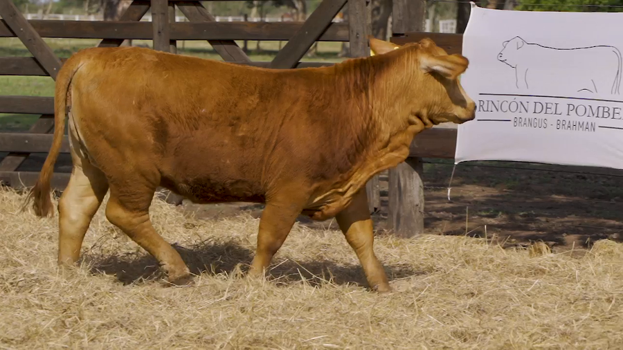 Lote VAQUILLA BRANGUS