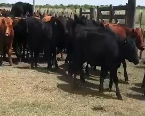 Lote 350 Terneros en Villaguay, Entre Ríos