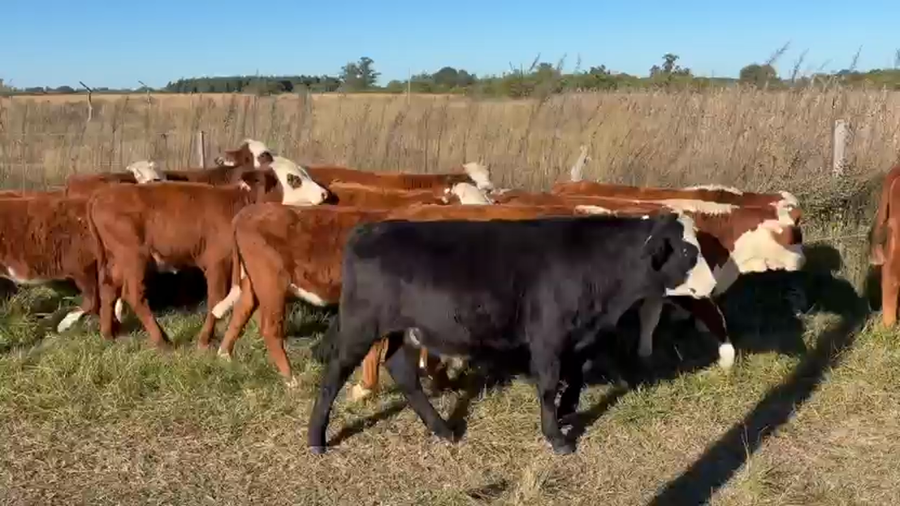 Lote 30 Terneros/as