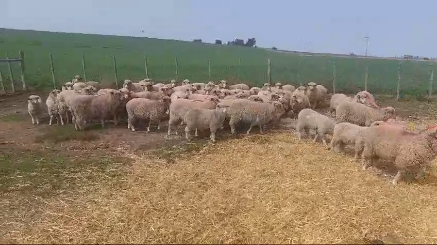 Lote ovejas de consumo