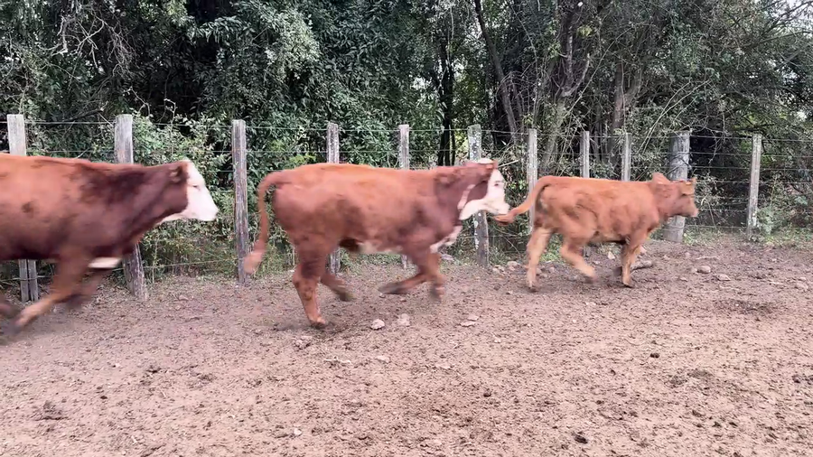 Lote TERNEROS Y TERNERAS