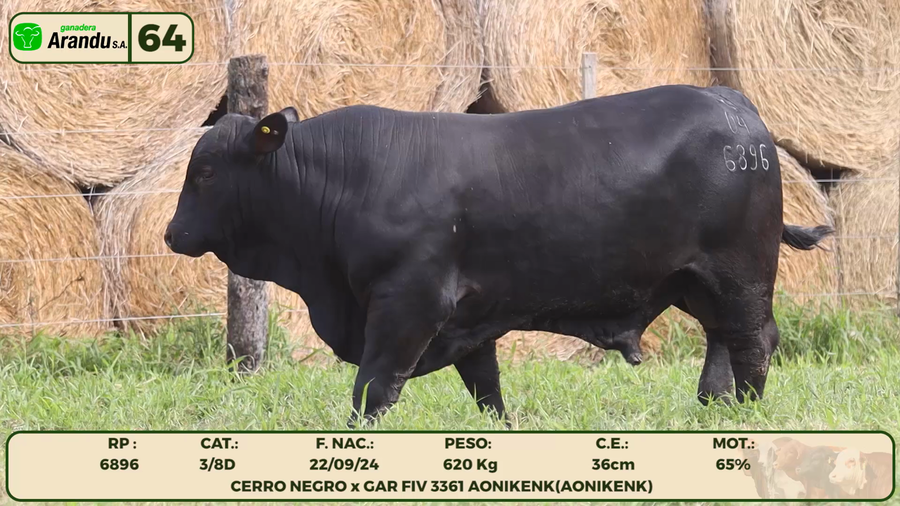Lote LOTE 64