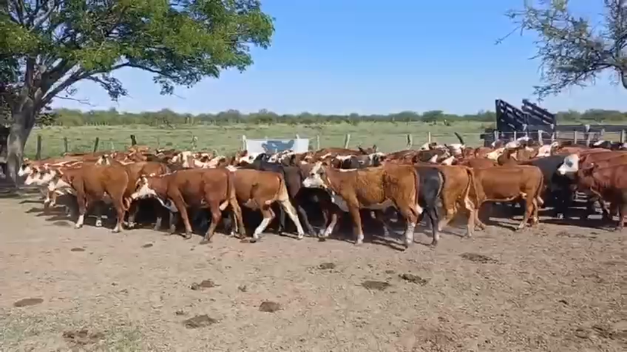 Lote 68 Terneros/as