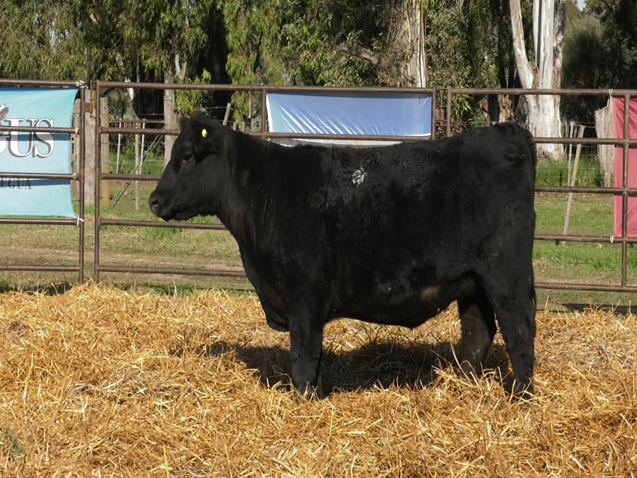 Lote VAQUILLONAS ANGUS  PP