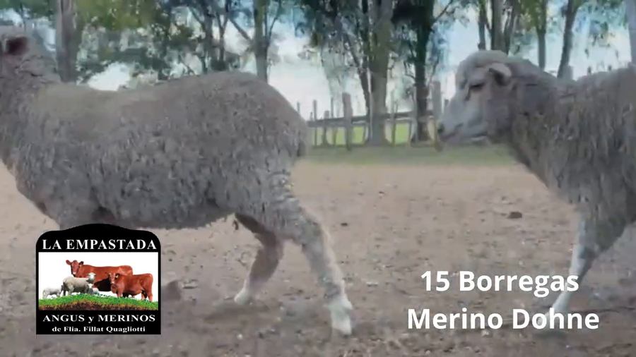 Lote 15 Borregas Dohne Merino