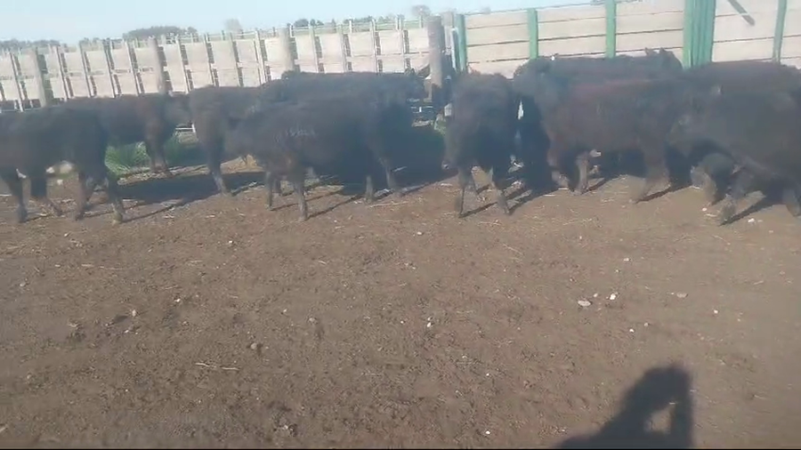 Lote 50 Terneros/as en Chillar