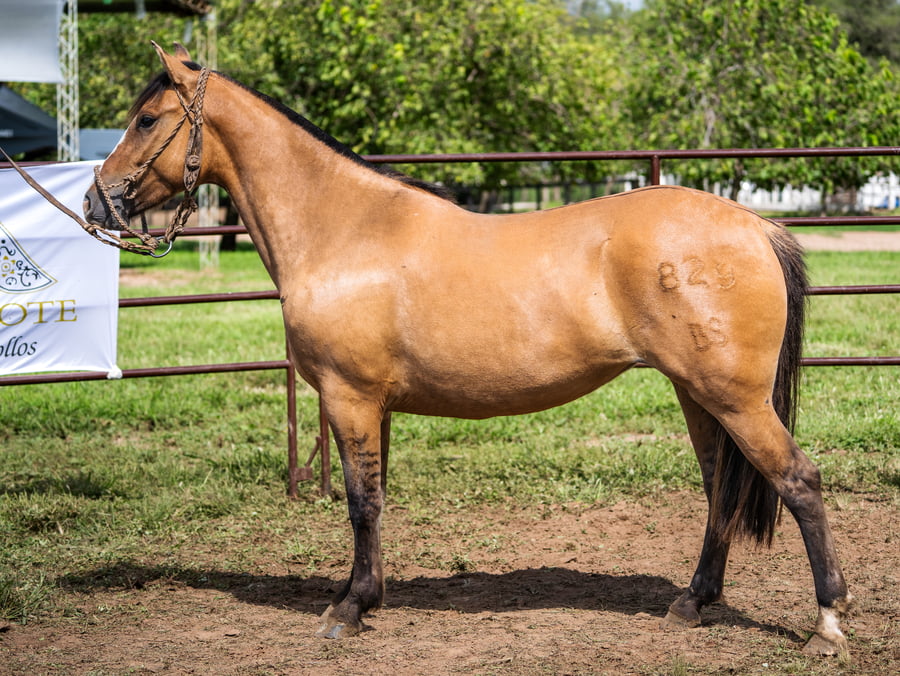 Lote SIRIGOTE TRAMPERA