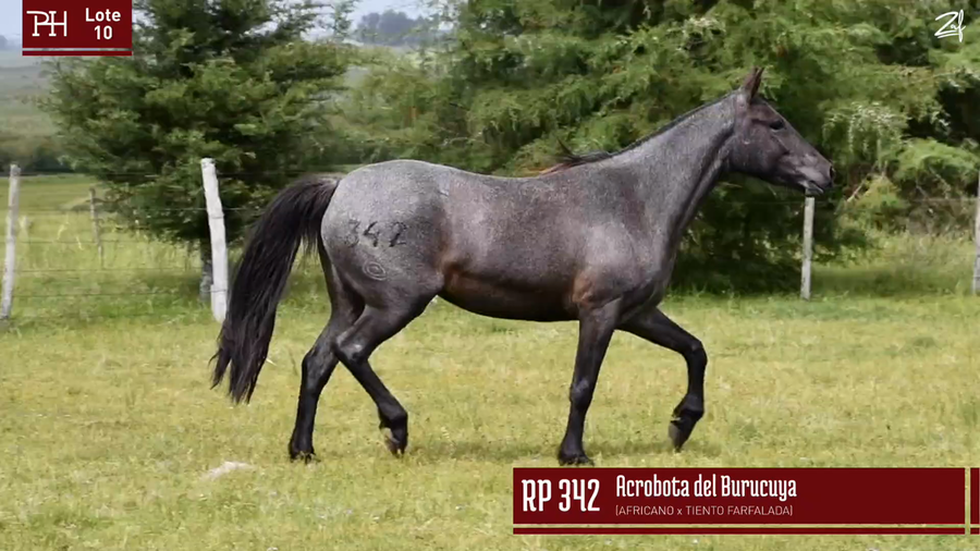 Lote ACROBATA DEL BURUCUYA