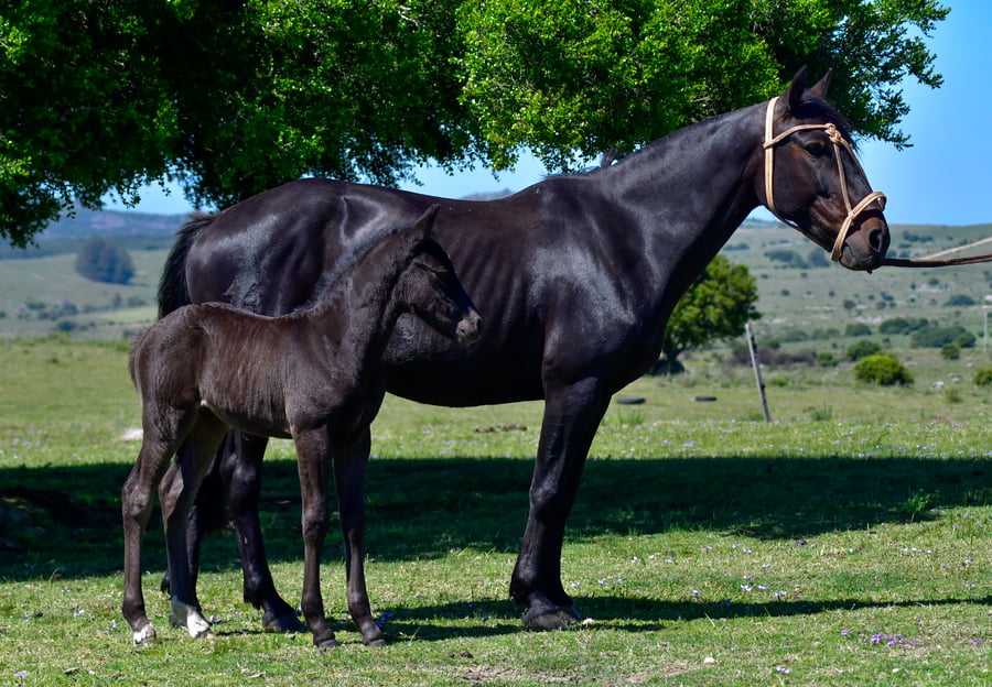Lote Belsita Las Cascadas