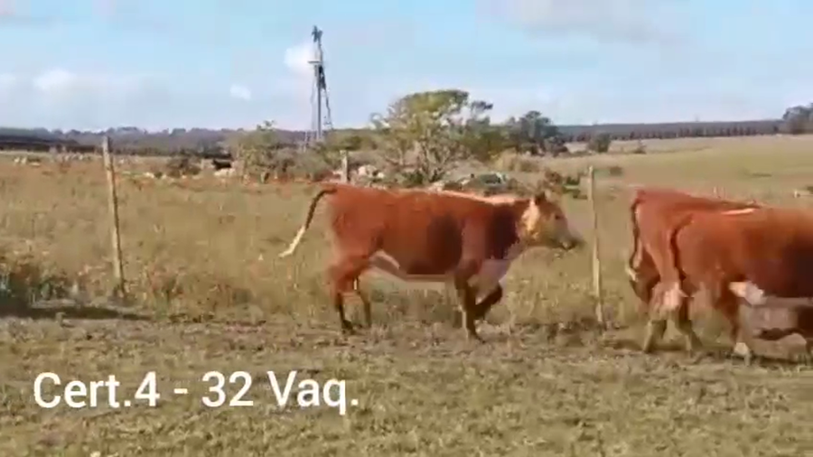 Lote VAQUILLONAS DE 1 A 2