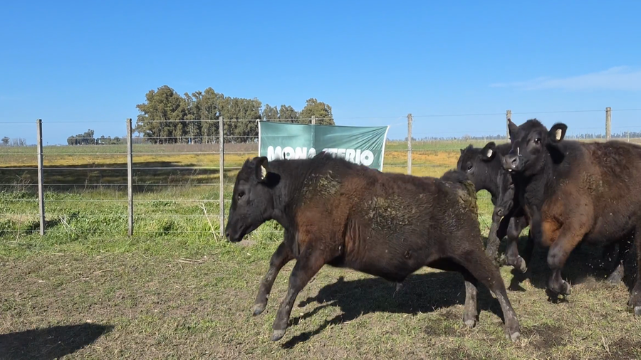 Lote 43 Novillitos