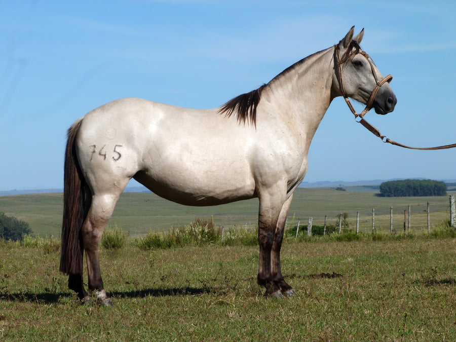 Lote Suculenta Salpay