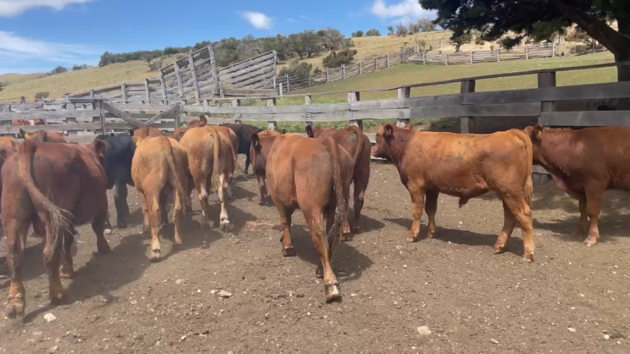 Lote 20 Ternero en Coyhaique, XI Región Aysén