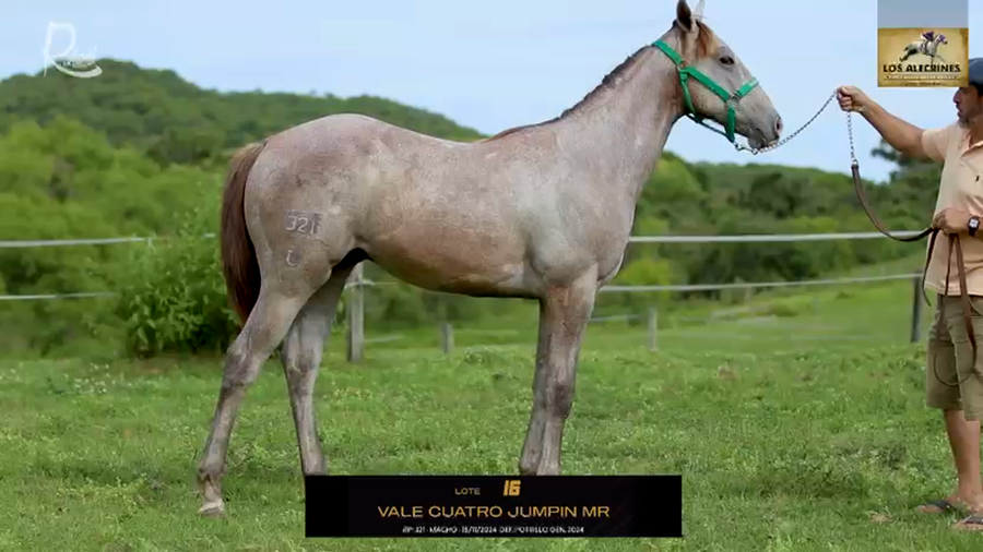 Lote VALE CUATRO JUMPIN MR