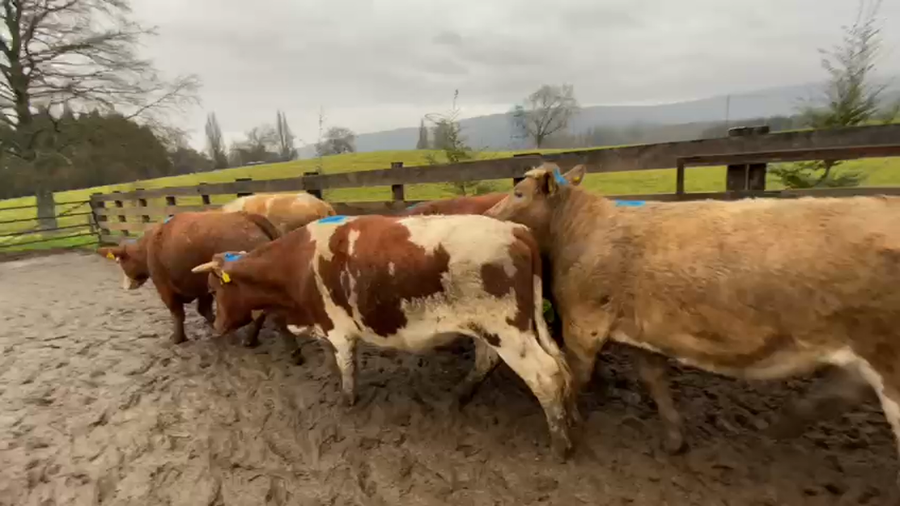 Lote 40 Novillo Gordo en Los Lagos, XIV Región Los Ríos