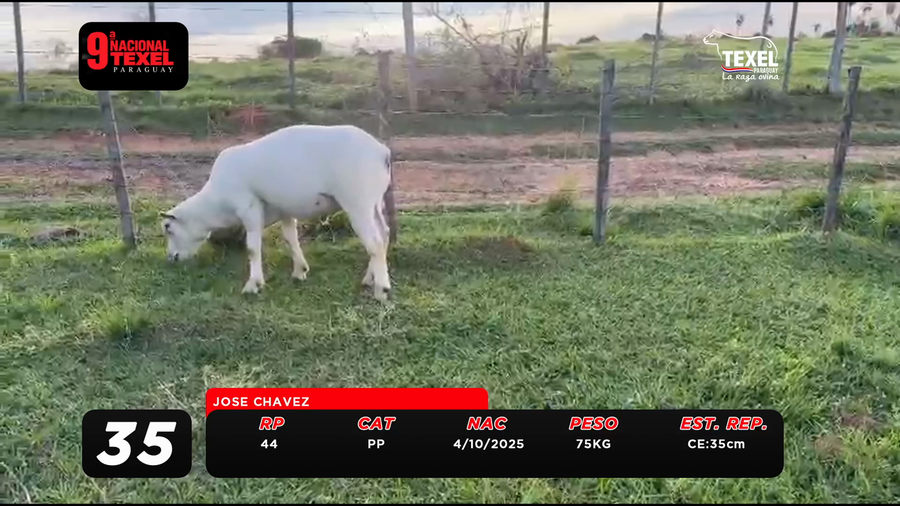 Lote LOTE 35