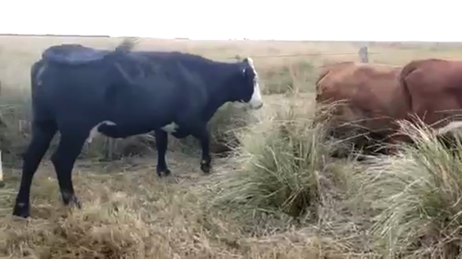 Lote 50 Vacas de invernar en Córdoba, San Francisco