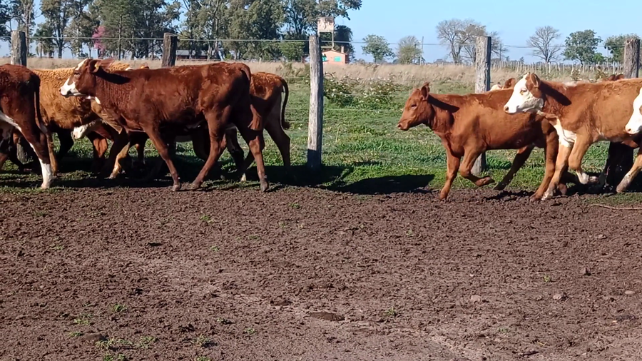 Lote 80 Terneras en Corrientes, Mariano I. Loza
