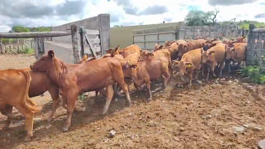 Lote 31 Terneros/as en Salta, Guachipas