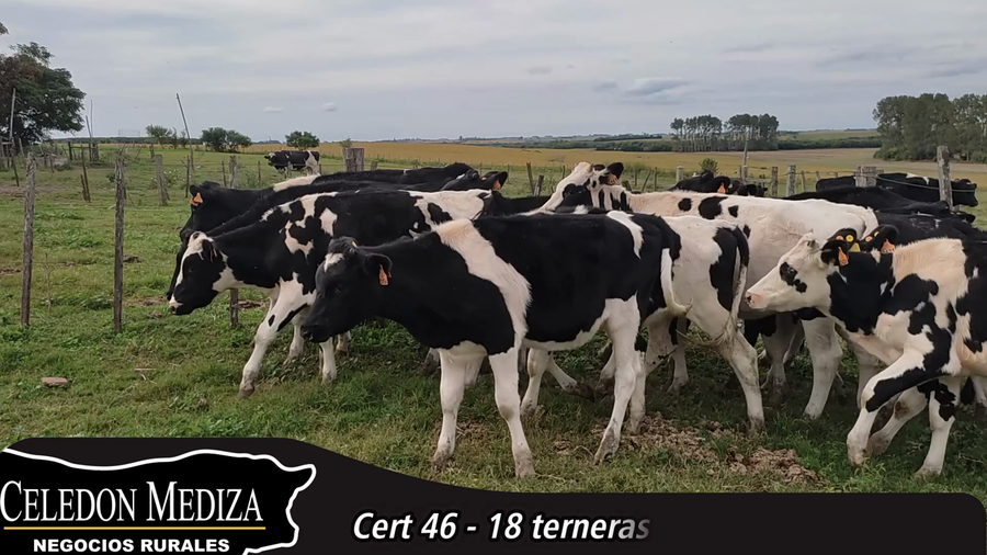 Lote 18 Terneras en Cañada Nieto, Soriano