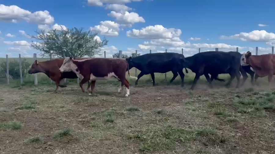Lote VACAS PREÑADAS