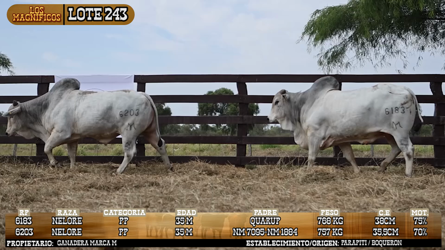 Lote LOTE 243 - VIVO