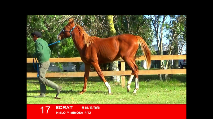 Lote SCRAT
