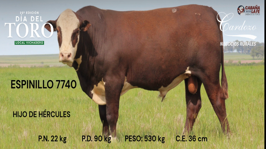 Lote Cabaña de la fe - Braford