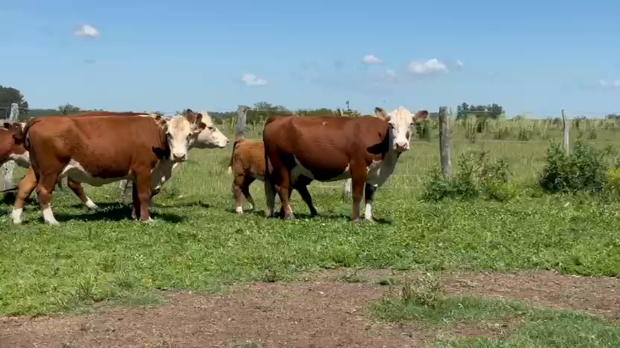 Lote 160 Vacas CUT con cría en Entre Ríos, El Redomón