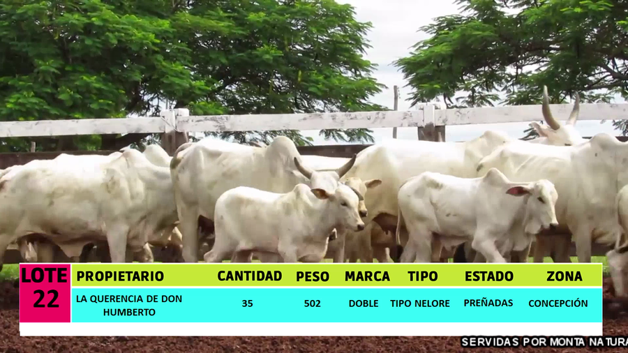 Lote LOTE 22 - 35 VACAS PREÑADAS